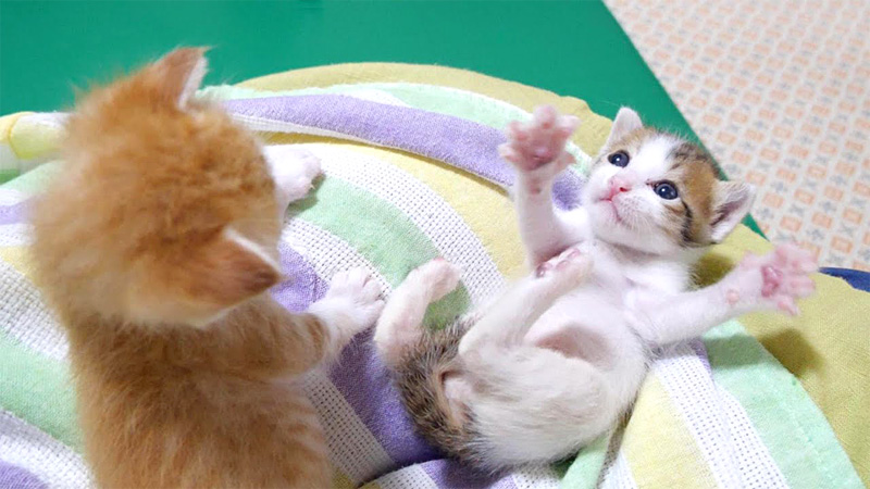 謎のダンスを踊る子猫