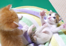 謎のダンスを披露する弟猫を呆然と見つめる姉猫にホッコリ (*´ω`*)♡ 謎のダンスを踊る子猫