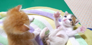 謎のダンスを踊る子猫