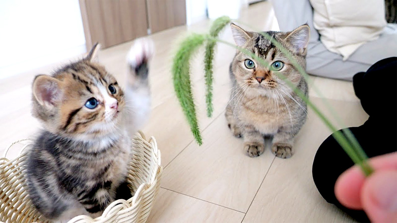 猫じゃらしで遊ぶ子猫