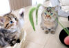猫じゃらしで遊ぶ子猫
