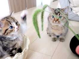 猫じゃらしで遊ぶ子猫