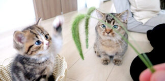 猫じゃらしで遊ぶ子猫