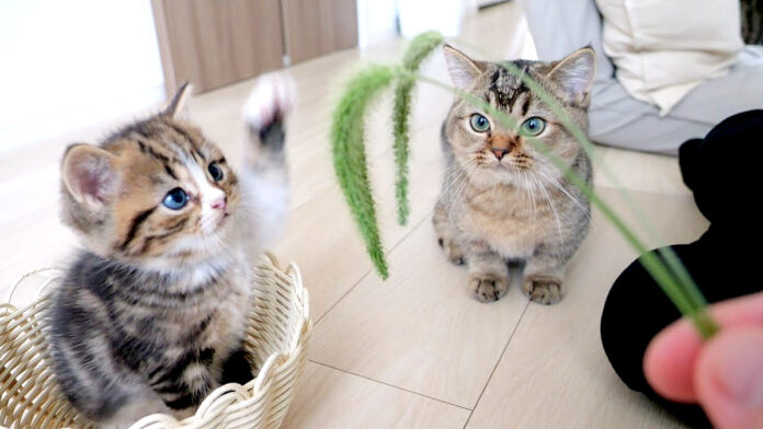 猫じゃらしで遊ぶ子猫
