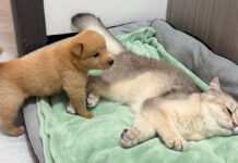 寝ている猫を発見した子犬