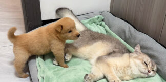 寝ている猫を発見した子犬
