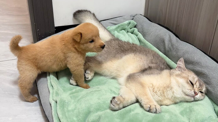 寝ている猫を発見した子犬