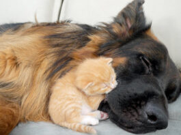 犬に寄り添う子猫