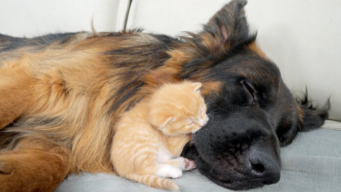 犬に寄り添う子猫
