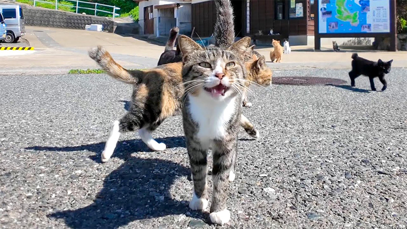 猫島で出迎えてくれた猫達