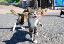 猫島で出迎えてくれた猫達
