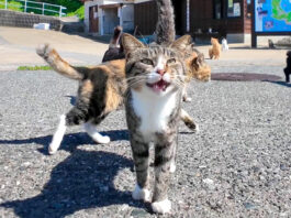 猫島で出迎えてくれた猫達