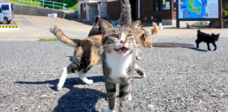 猫島で出迎えてくれた猫達