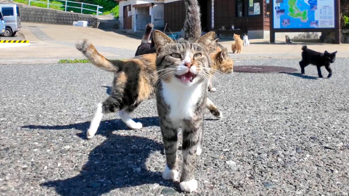 猫島で出迎えてくれた猫達