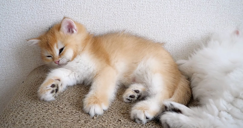 眠る子猫