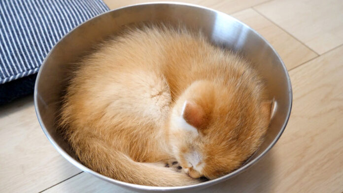 眠る子猫