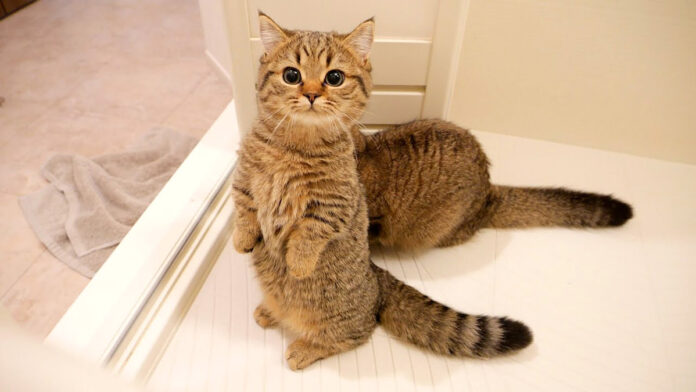 お風呂場に来た猫