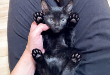 ヘソ天姿の子猫
