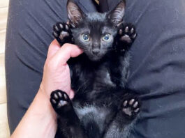 ヘソ天姿の子猫