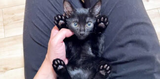 ヘソ天姿の子猫