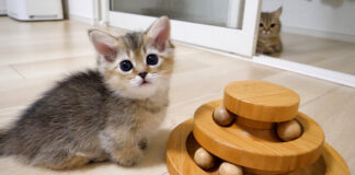 オモチャで上手く遊べない子猫