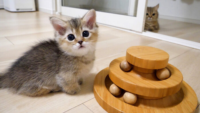オモチャで上手く遊べない子猫