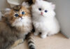 見上げる子猫達