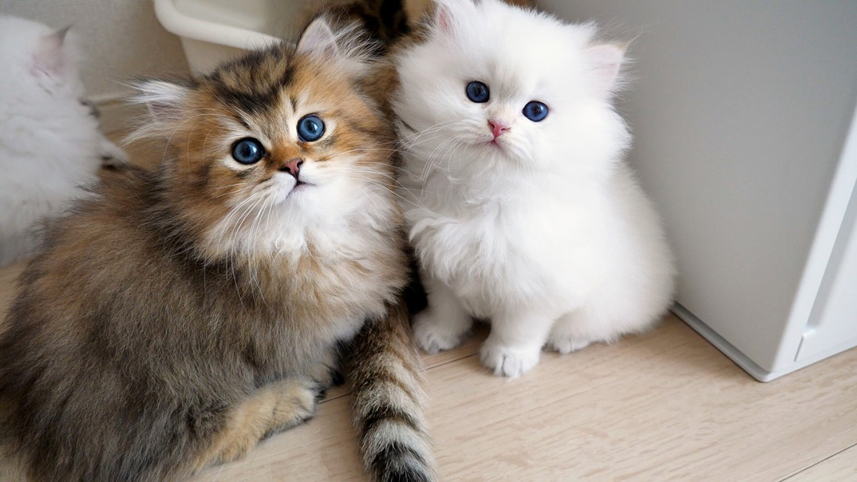 madame fufu様❤オーダー❤エキゾチック子猫ちゃん♡お腹ぽっこりちゃん♡ ︎︎ . 𝐩𝐫𝐨𝐟𝐢𝐥𝐞🐾 ⁡ ︎︎︎︎▫️名前 ︎ ⇝ プリン ▫️品種