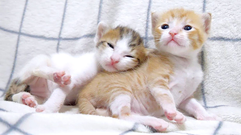 姉猫にくっつく弟猫