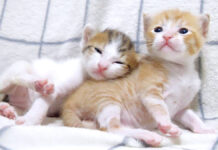姉猫にくっつく弟猫
