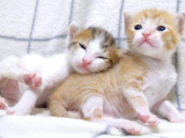 姉猫にくっつく弟猫