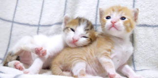 姉猫にくっつく弟猫