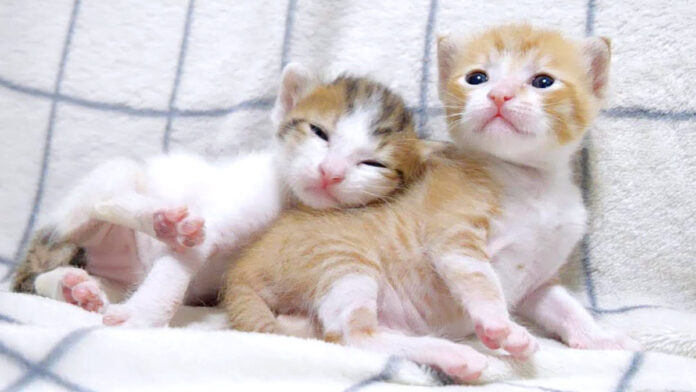 姉猫にくっつく弟猫