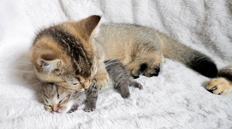 子育てする子猫