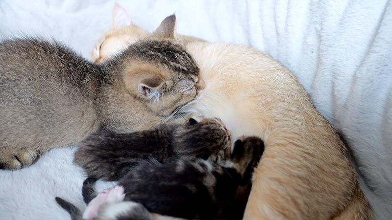 ママ猫に甘える大きな子猫