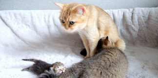 ママ猫に甘える大きな子猫