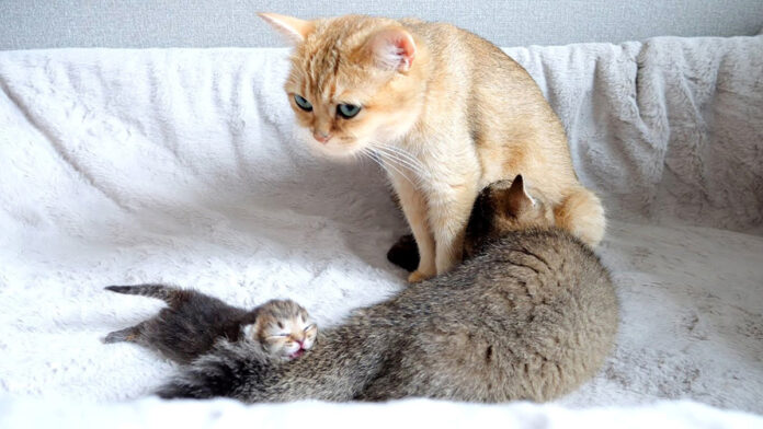 ママ猫に甘える大きな子猫