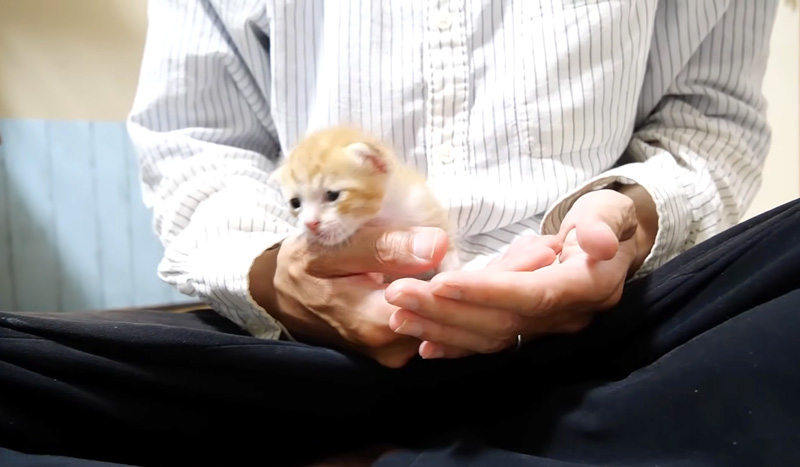 弟を探す姉猫