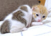 寄り添う子猫達