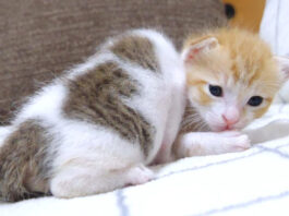寄り添う子猫達