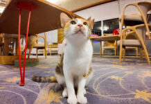 猫用ラウンジで出会った猫