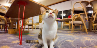 猫用ラウンジで出会った猫