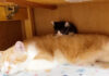 先住猫の背中にちょこんと座る子猫