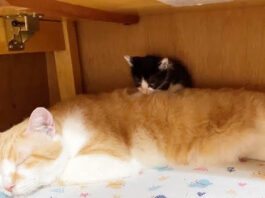 先住猫の背中にちょこんと座る子猫