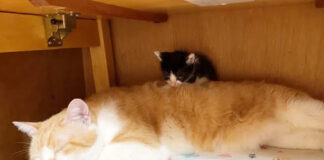 先住猫の背中にちょこんと座る子猫
