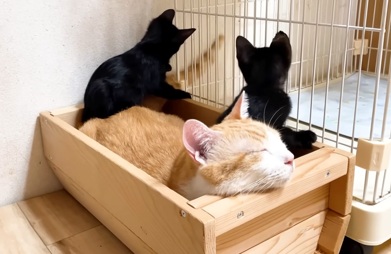シッポで遊ぶ子猫達