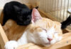 先住猫の背中に乗る子猫