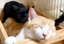 先住猫の背中に乗る子猫