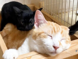 先住猫の背中に乗る子猫