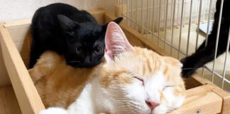 先住猫の背中に乗る子猫